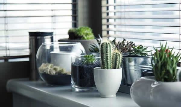 assortment of flowers in assorted small flower pots