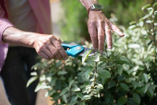 person pruning a small tree
