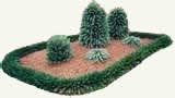 shrubs used in landscaping