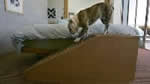 bed dog ramp