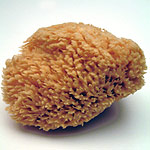 sea sponge