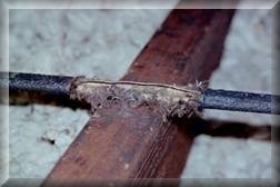 Damage to wire caused by rodent