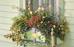 window box ideas